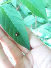 Harmonia axyridis