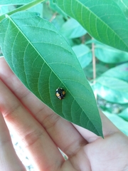 Harmonia axyridis