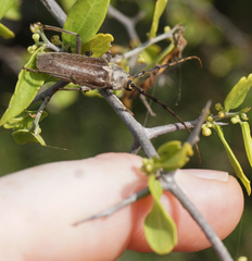 Gnaphalodes trachyderoides