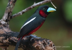 Cymbirhynchus macrorhynchos