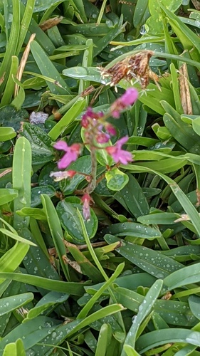 Desmodium incanum observed 2024-08-24