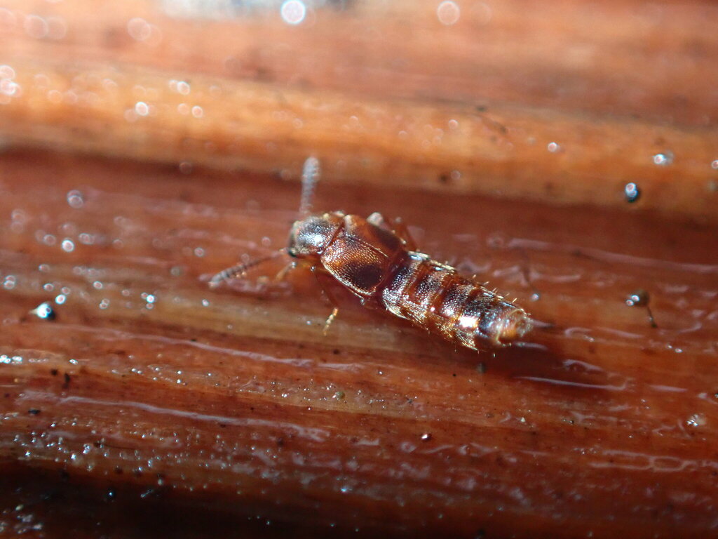 Stictalia californica