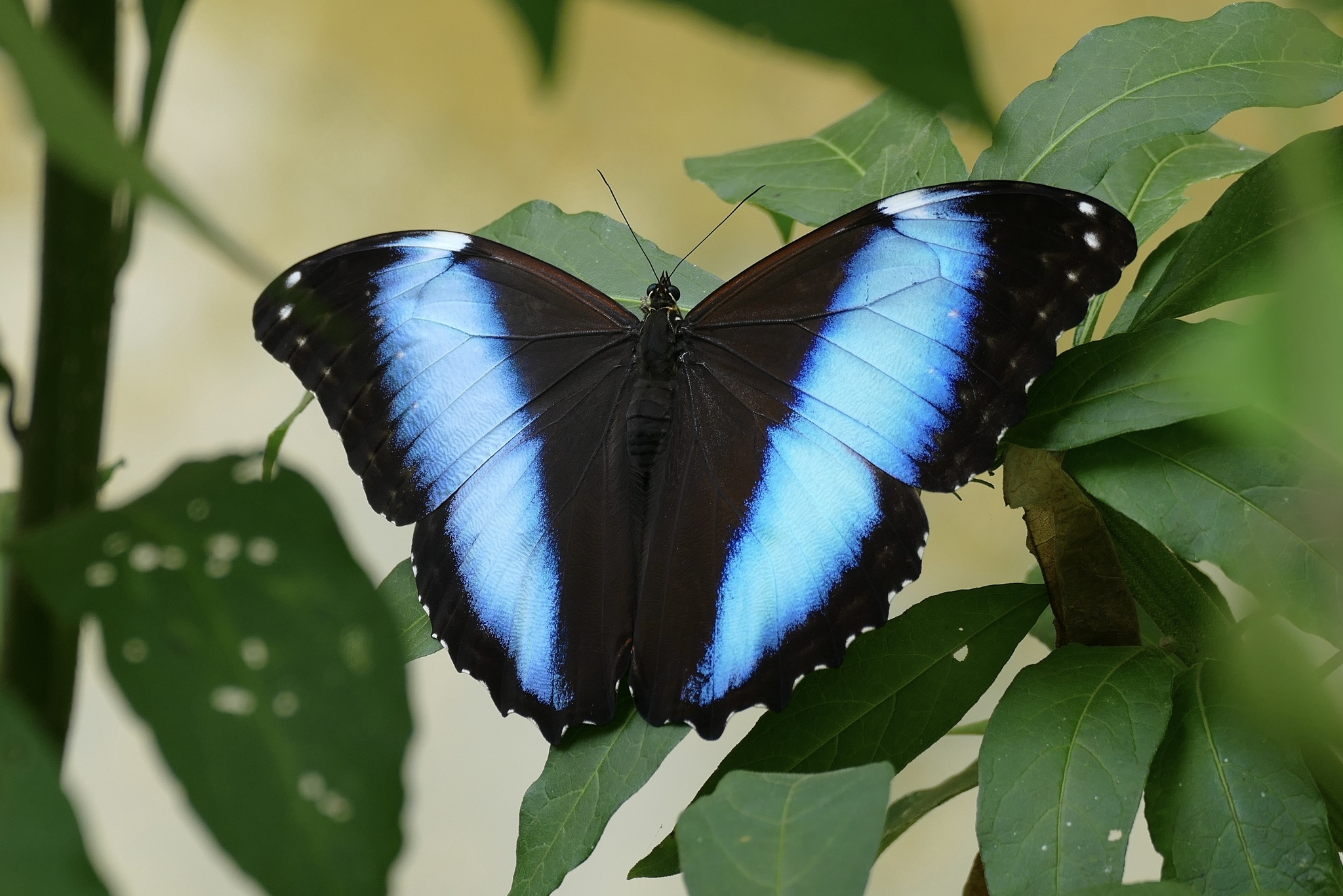 Scarce Morpho (Morpho deidamia) · iNaturalist