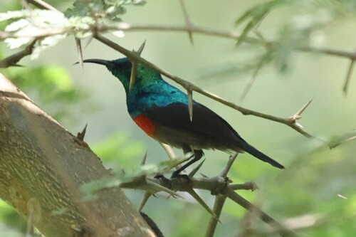 Olive-bellied Sunbird (Cinnyris chloropygius), photo 6