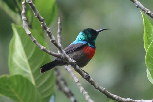 Olive-bellied Sunbird (Cinnyris chloropygius), photo 8