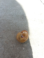 Caucasotachea vindobonensis