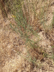 Senecio flaccidus douglasii
