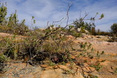 Oedera epaleacea