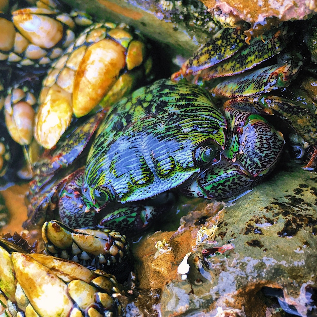 Pachygrapsus