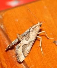 Lorymodes digonialis