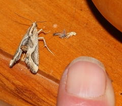 Lorymodes digonialis