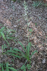 Veratrum hybridum