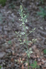 Veratrum hybridum
