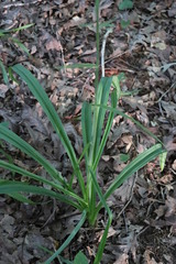 Veratrum hybridum