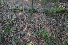 Veratrum hybridum