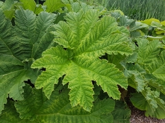 Gunnera tinctoria
