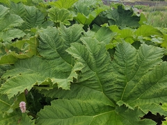 Gunnera tinctoria