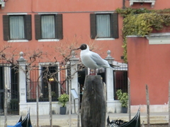 Chroicocephalus ridibundus