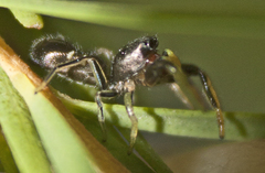 Damoetas nitidus