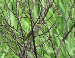 Acrocephalus orientalis