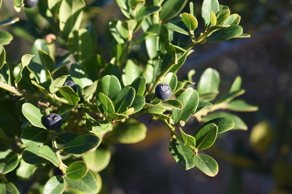 Cat thorn Enseleni Nature Reserve Plants INaturalist Australia