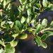 Scutia myrtina - Photo (c) Andrew Gillespie,  זכויות יוצרים חלקיות (CC BY-SA), הועלה על ידי Andrew Gillespie