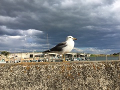 Larus crassirostris