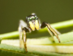 Damoetas nitidus