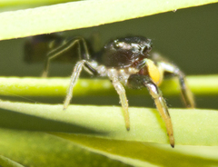 Damoetas nitidus