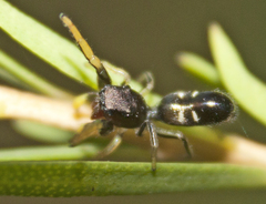 Damoetas nitidus