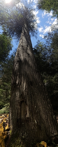 Cupressus lusitanica - Whole tree