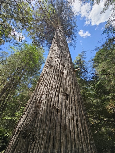 Cupressus lusitanica - Leaves