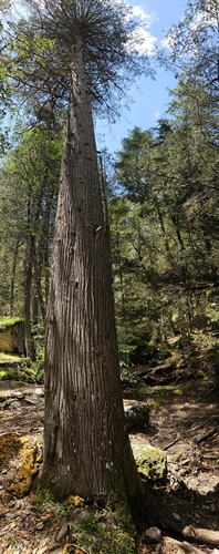 Cupressus lusitanica - Whole tree