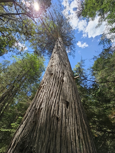 Cupressus lusitanica - Leaves