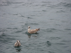 Larus schistisagus