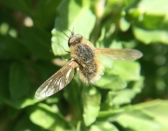 Bombylisoma