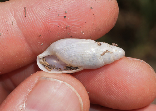 Euglandina texasiana, 2019-06-09
