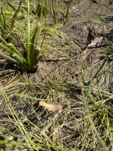 Image of Eleocharis intermedia by no rights reserved