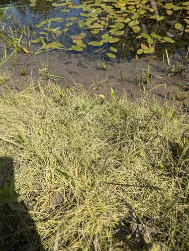 Image of Eleocharis intermedia by no rights reserved