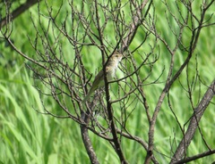 Acrocephalus orientalis