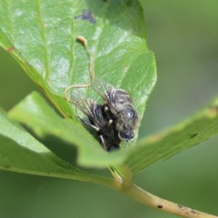 Acroceridae