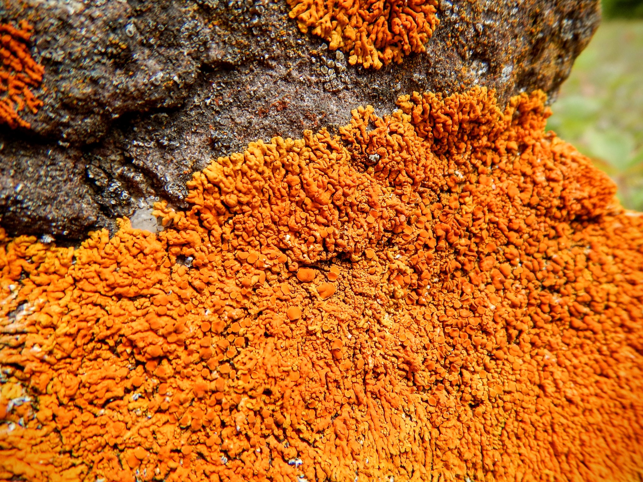 Xanthoria elegans image