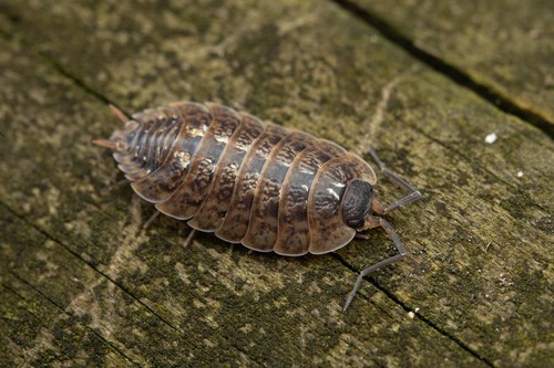 Porcellio monticola Lereboullet, 1853