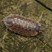 Porcellio monticola - Photo (c) Martin Galli, some rights reserved (CC BY-NC), uploaded by Martin Galli