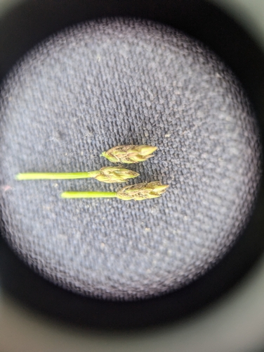 Image of Eleocharis intermedia by no rights reserved