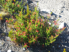 Erica discolor