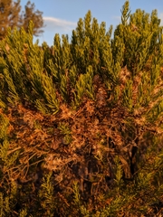 Ericameria laricifolia