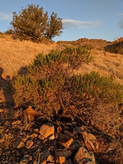 Ericameria laricifolia
