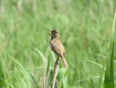 Acrocephalus orientalis