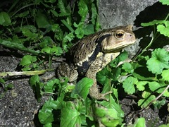 Bufo formosus